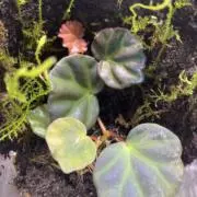 ベゴニアンの画像