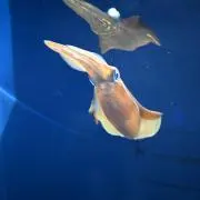 ruitecの画像