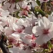 ねるの画像