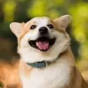 ちびちびニックの画像