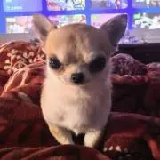 ねむの画像