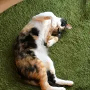 たきしむの画像