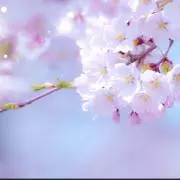 さくら月の画像