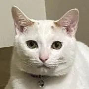 チムニ