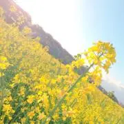 ごんの画像