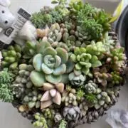はるの画像