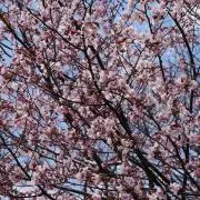 ハナの画像