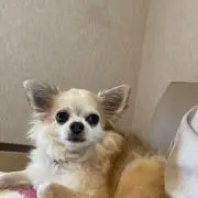 SPNMの画像