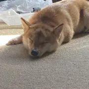 ゆめこ