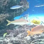 【6/11〜14発送不可】ライハの画像