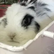 うさまる