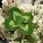 さくら即購入✖︎