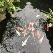 バナナ