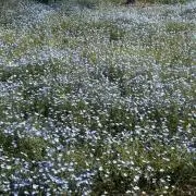 ゆの画像