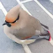 りゅう