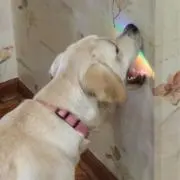 pipiの画像