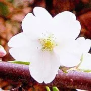 sakura3939の画像