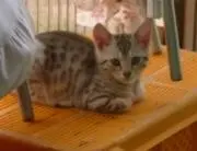 モモの画像