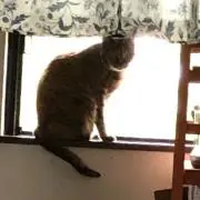 みやの画像