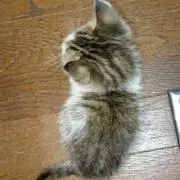 ねこ