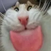夕闇の騎士