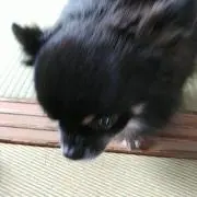 タッキー