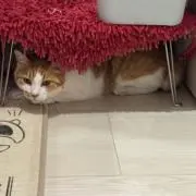 ＲＵＮＡＯの画像