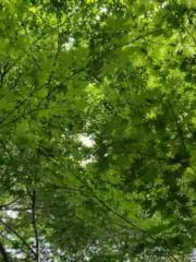 いぶきの画像