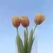 rikuの画像