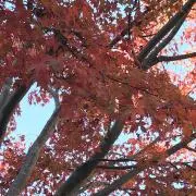 鈴⇔さくと⇔ササ