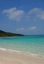 スプリングツリーの画像