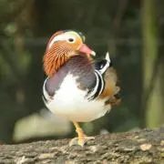 クロネコの画像