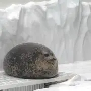 安心安全くん