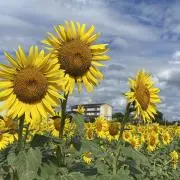 サンフラワー♡プロフ必読