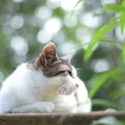 Nananaの画像