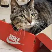 ディグ