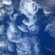 たそ＊無言取引⭕️の画像