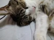 ひろにゃんの画像