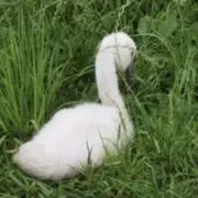 BBの画像