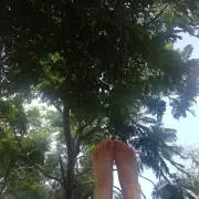 mumu