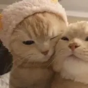 ねこの画像
