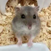 しあわせないきものの画像
