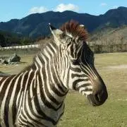 しましまの画像