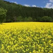 ykaの画像