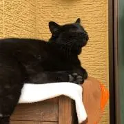 ジジの画像