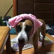 こへさんの画像