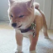 けんけん