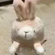 ラッキーの画像