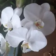 ogawaの画像