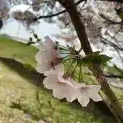 Mの画像